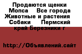 Продаются щенки Мопса. - Все города Животные и растения » Собаки   . Пермский край,Березники г.